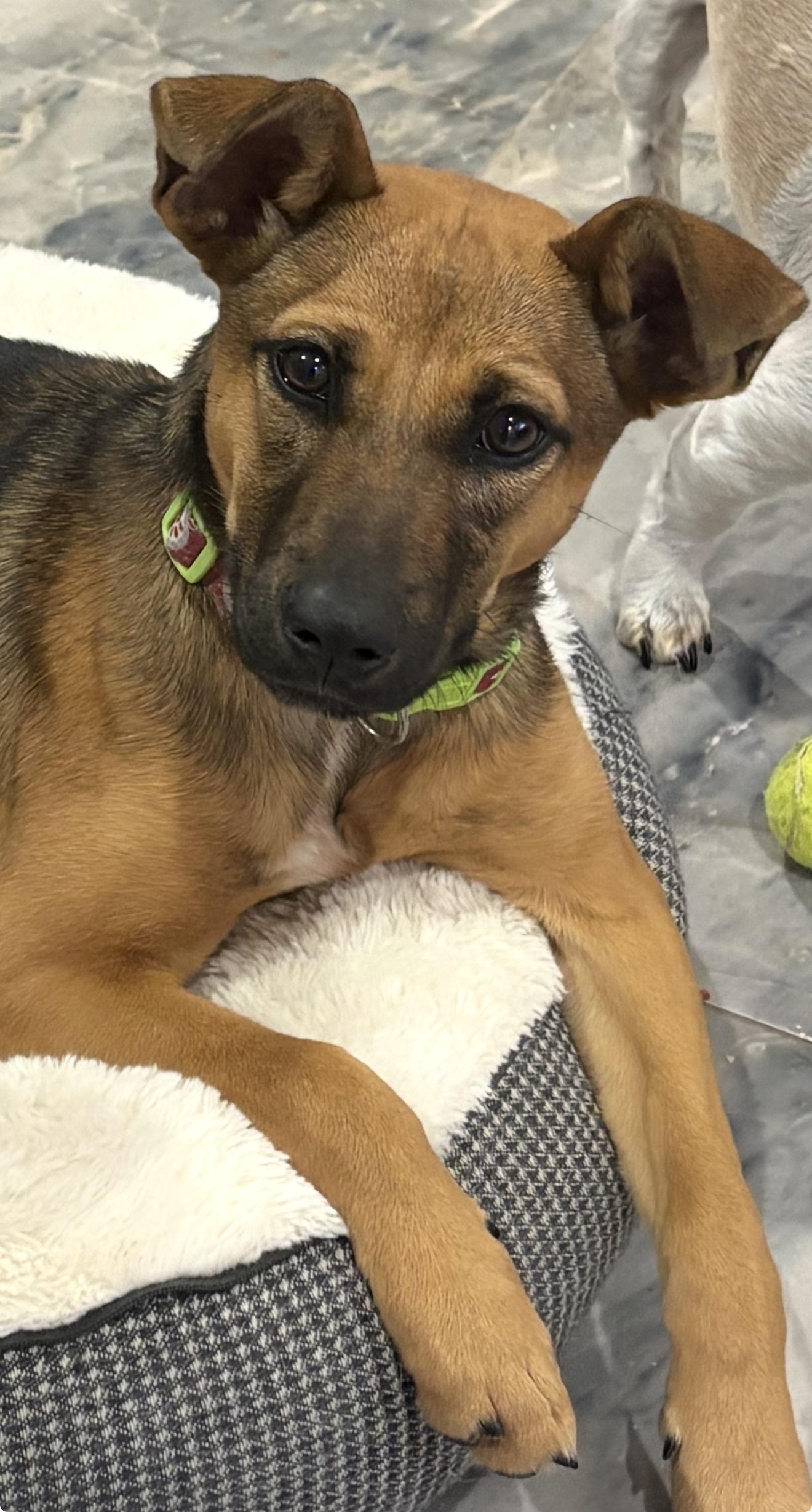 Brooklyn , a Adoptable mixed breed in Billings , MT image 2/6