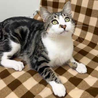 Carl, Adoptable, Young Male Domestic Short Hair.
