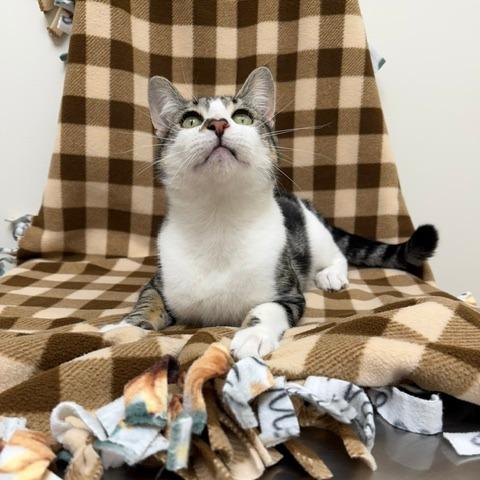 Enlarge Carl, a Adoptable Domestic Short Hair in Chaska, MN image 2/6