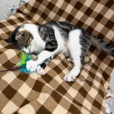 Enlarge Carl, a Adoptable Domestic Short Hair in Chaska, MN image 3/6