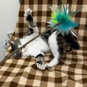 Enlarge Carl, a Adoptable Domestic Short Hair in Chaska, MN image 4/6