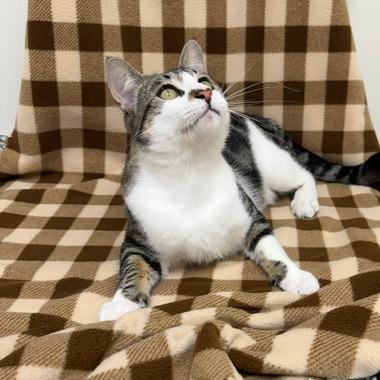 Enlarge Carl, a Adoptable Domestic Short Hair in Chaska, MN image 5/6