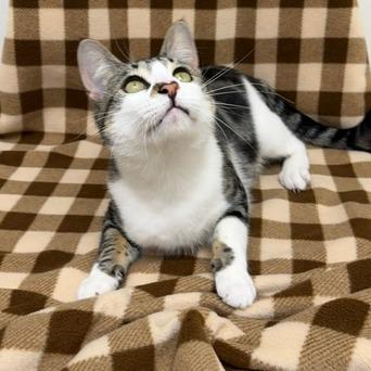 Enlarge Carl, a Adoptable Domestic Short Hair in Chaska, MN image 6/6
