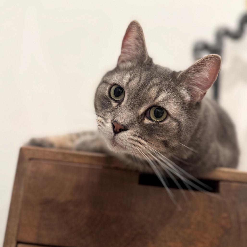 Trout, a Adoptable Domestic Short Hair in Los Angeles, CA image 1/6