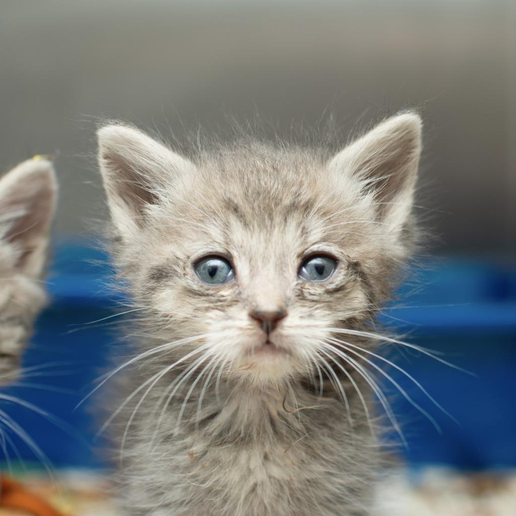 Trout, Adoptable, Adult Male Domestic Short Hair.