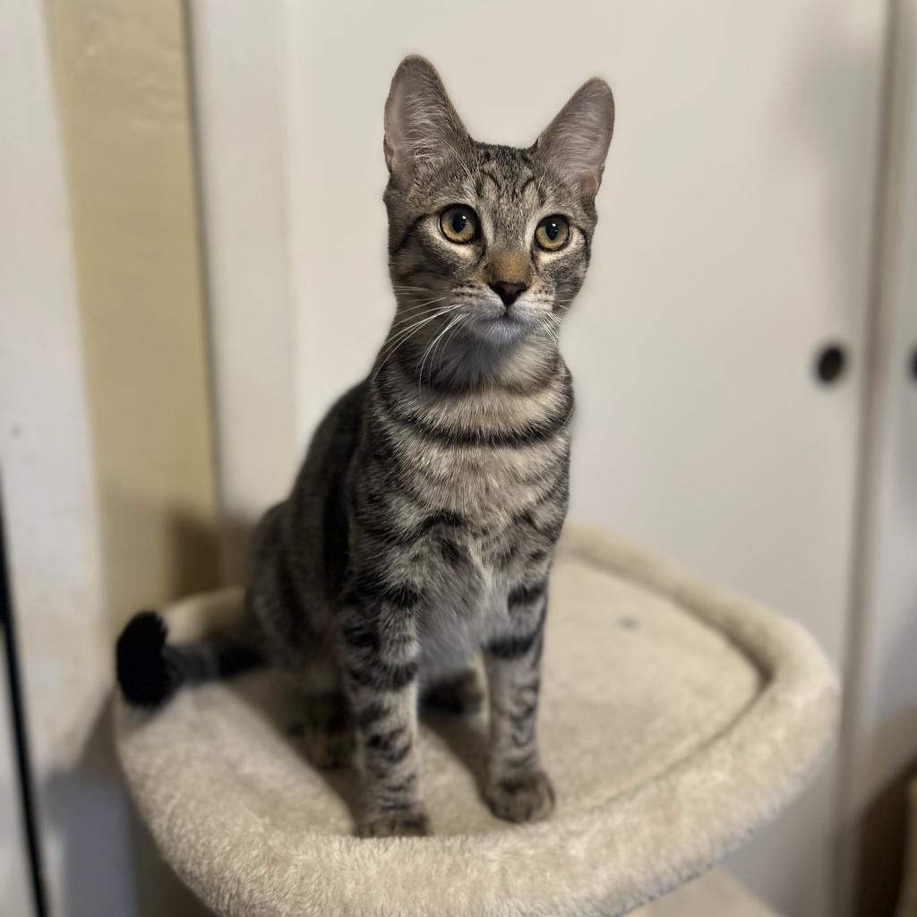 Trout, a Adoptable Domestic Short Hair in Los Angeles, CA image 2/6