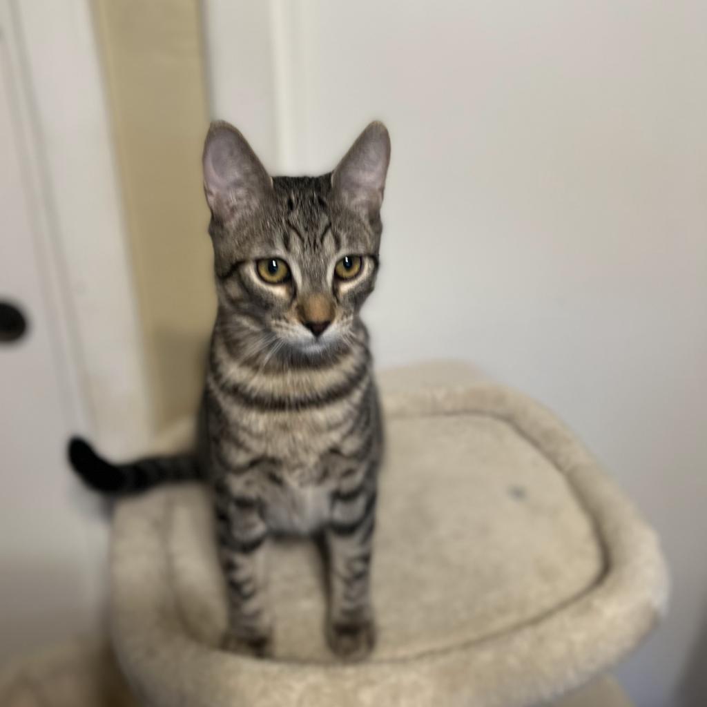 Trout, a Adoptable Domestic Short Hair in Los Angeles, CA image 3/6