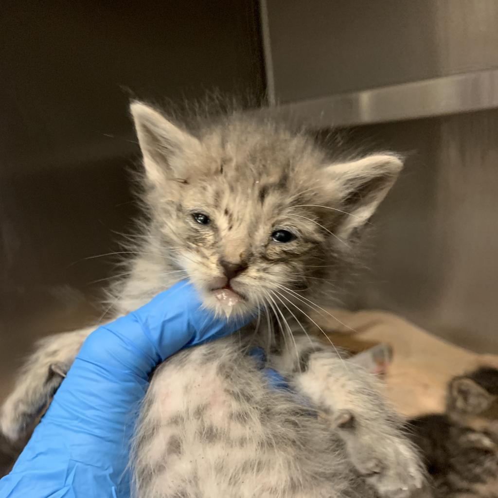 Trout, a Adoptable Domestic Short Hair in Los Angeles, CA image 4/6