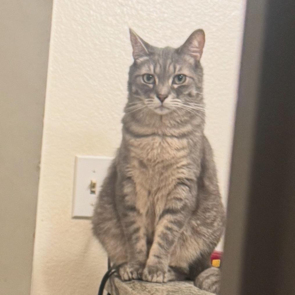 Trout, a Adoptable Domestic Short Hair in Los Angeles, CA image 5/6