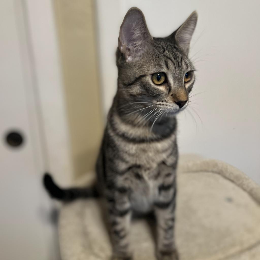 Trout, a Adoptable Domestic Short Hair in Los Angeles, CA image 6/6