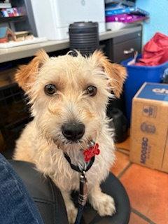 Perry, Adopted, Adult Male Schnauzer.