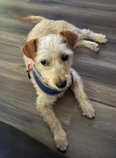 Perry, a Adopted Schnauzer in San Diego, CA image 2/2