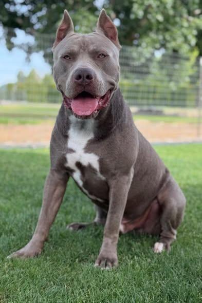 Bleu, ADOPTABLE, Young Male American Bully.