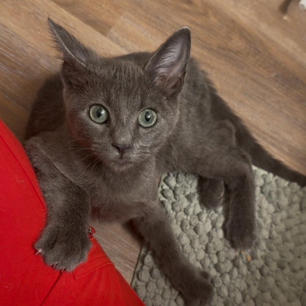 Flint Lockwood, Adoptable, Kitten Male Domestic Short Hair.