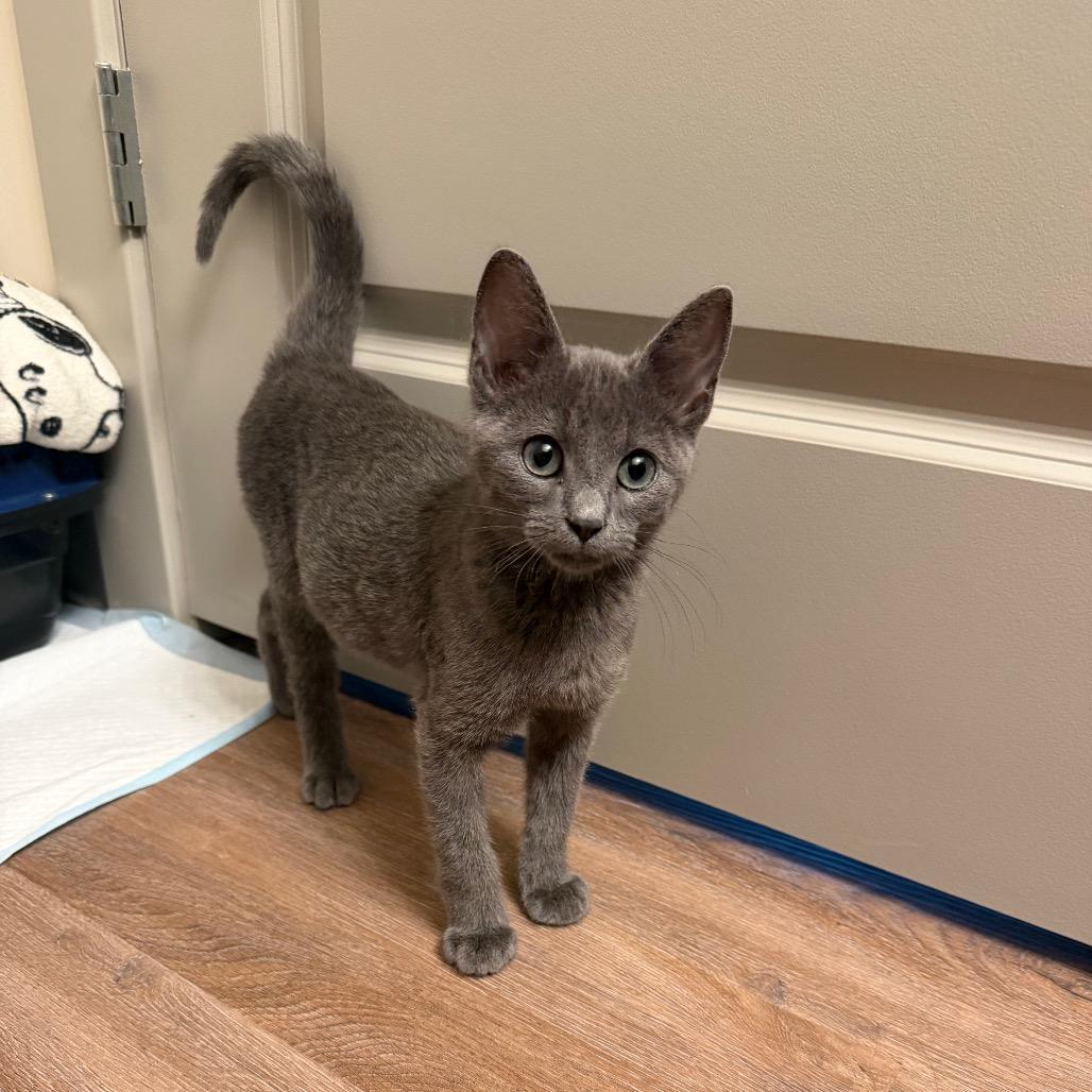 Enlarge Flint Lockwood, a Adoptable Domestic Short Hair in Columbia, MO image 2/5