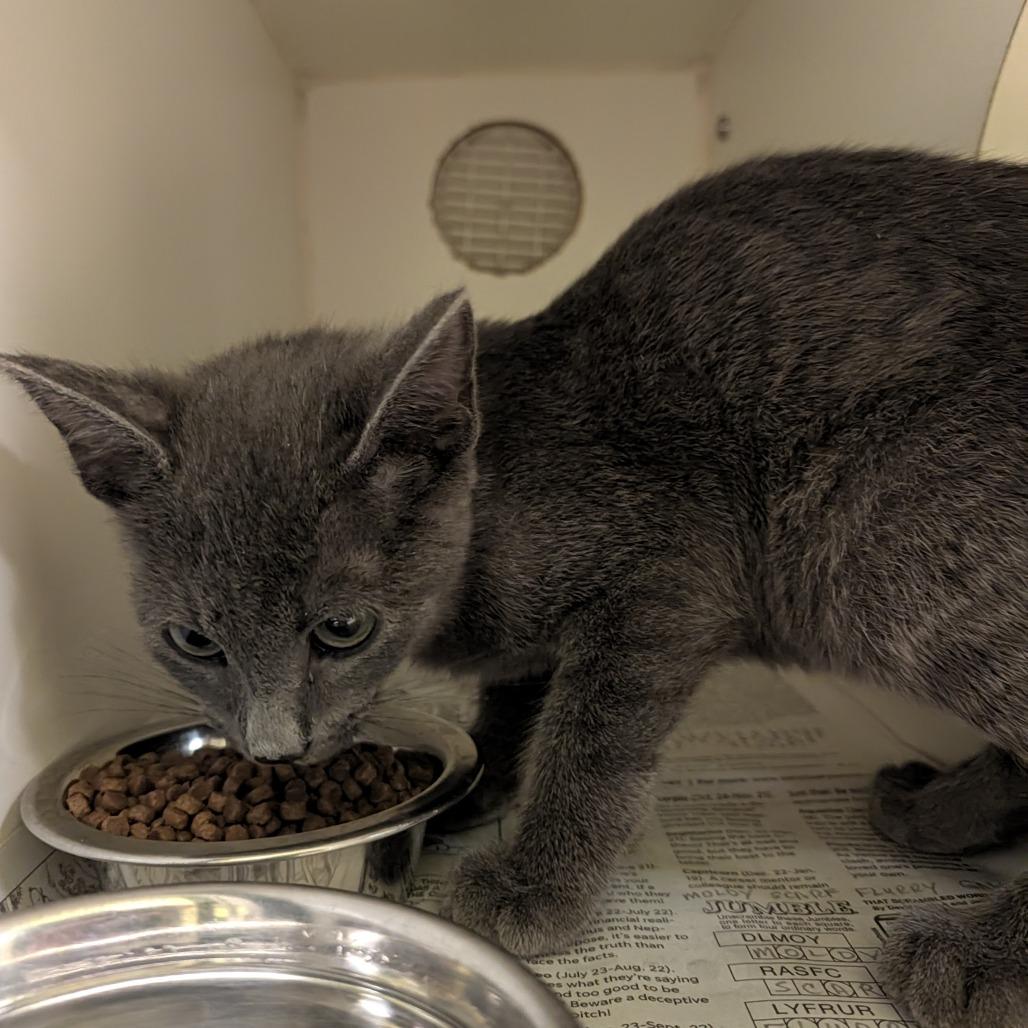 Enlarge Flint Lockwood, a Adoptable Domestic Short Hair in Columbia, MO image 3/5