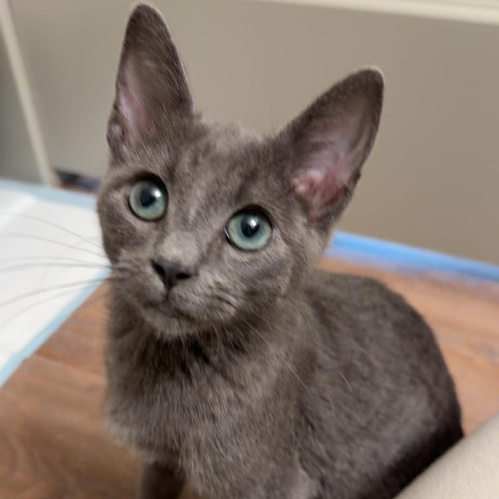 Enlarge Flint Lockwood, a Adoptable Domestic Short Hair in Columbia, MO image 4/5