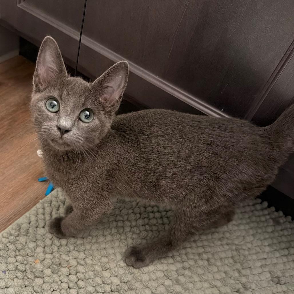 Enlarge Flint Lockwood, a Adoptable Domestic Short Hair in Columbia, MO image 5/5