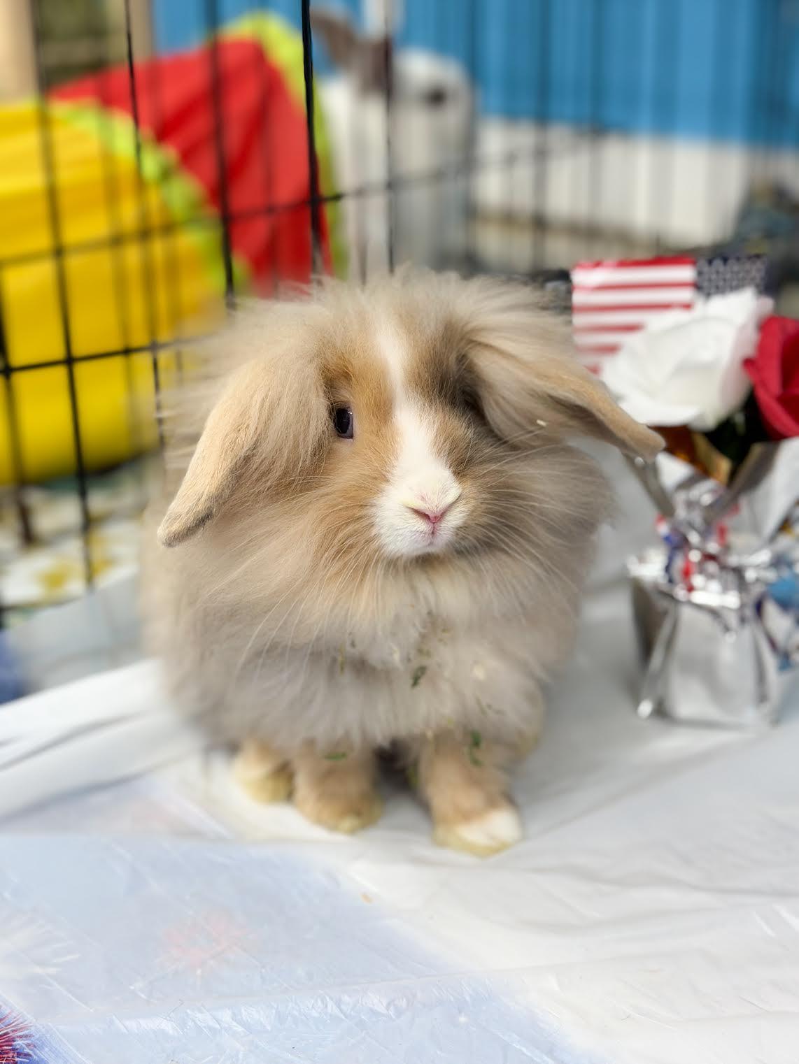 Enlarge Posh Spice, Sporty Spice, a ADOPTABLE American Fuzzy Lop in Jefferson, LA image 1/2