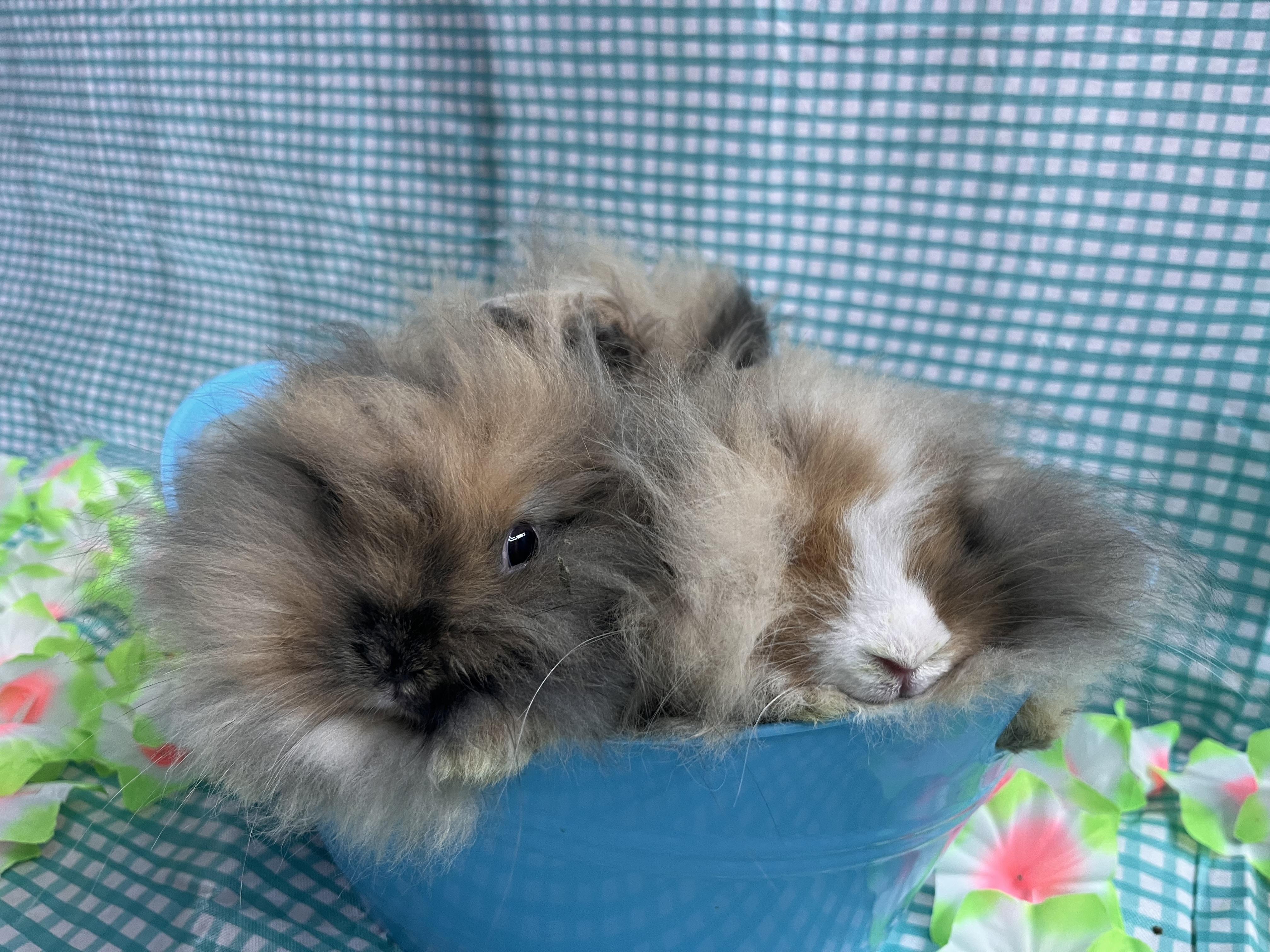 Enlarge Posh Spice, Sporty Spice, a ADOPTABLE American Fuzzy Lop in Jefferson, LA image 2/2
