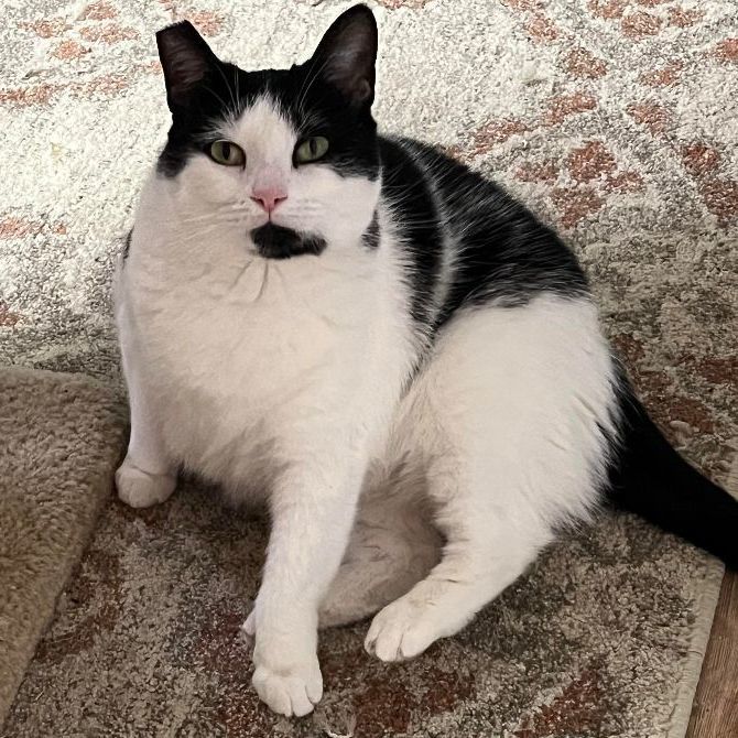 Mattie, a Adoptable Domestic Short Hair in Marion, NC image 2/3