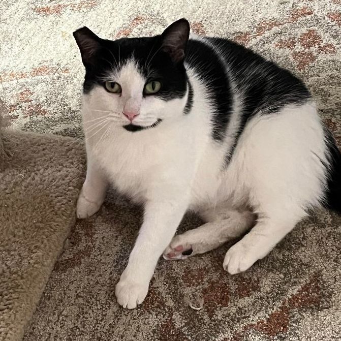 Mattie, a Adoptable Domestic Short Hair in Marion, NC image 3/3