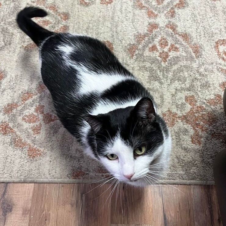 Mattie, a Adoptable Domestic Short Hair in Marion, NC image 1/3