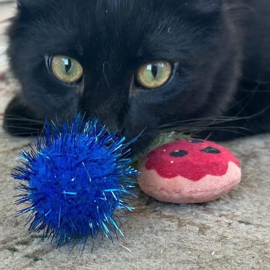 Jack Sparrow (JackJack), a Adoptable Domestic Medium Hair in Enterprise, AL image 1/3