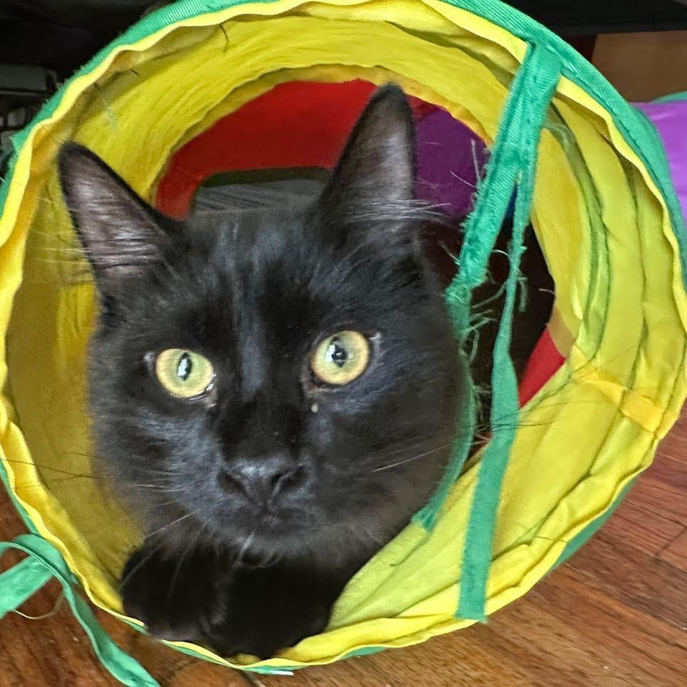 Jack Sparrow (JackJack), a Adoptable Domestic Medium Hair in Enterprise, AL image 2/3