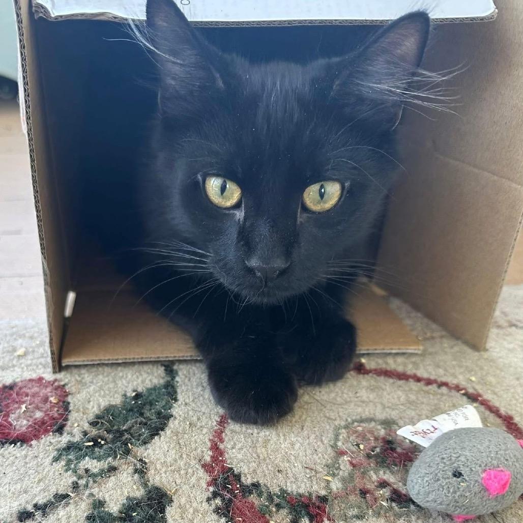 Jack Sparrow (JackJack), a Adoptable Domestic Medium Hair in Enterprise, AL image 3/3