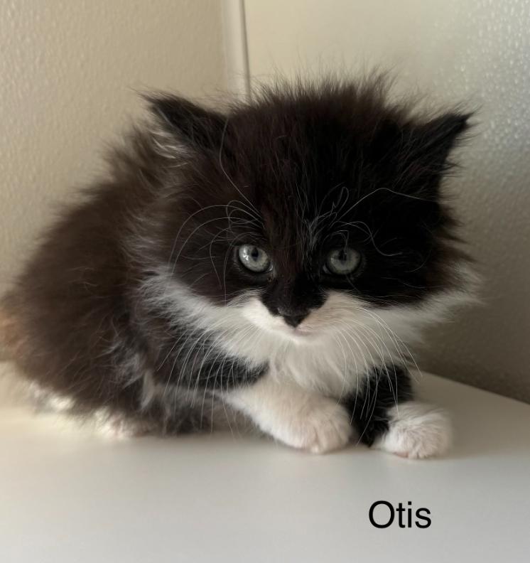 Enlarge Otis, a ADOPTABLE Domestic Long Hair in Hornell, NY image 1/1