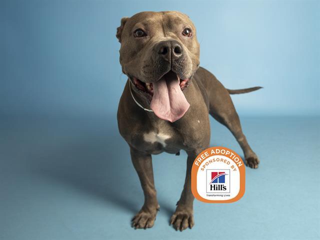 Enlarge DELILAH, a Adoptable Pit Bull Terrier in Phoenix, AZ image 1/1