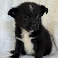 Cubbi Gummi, Baby Male unknown