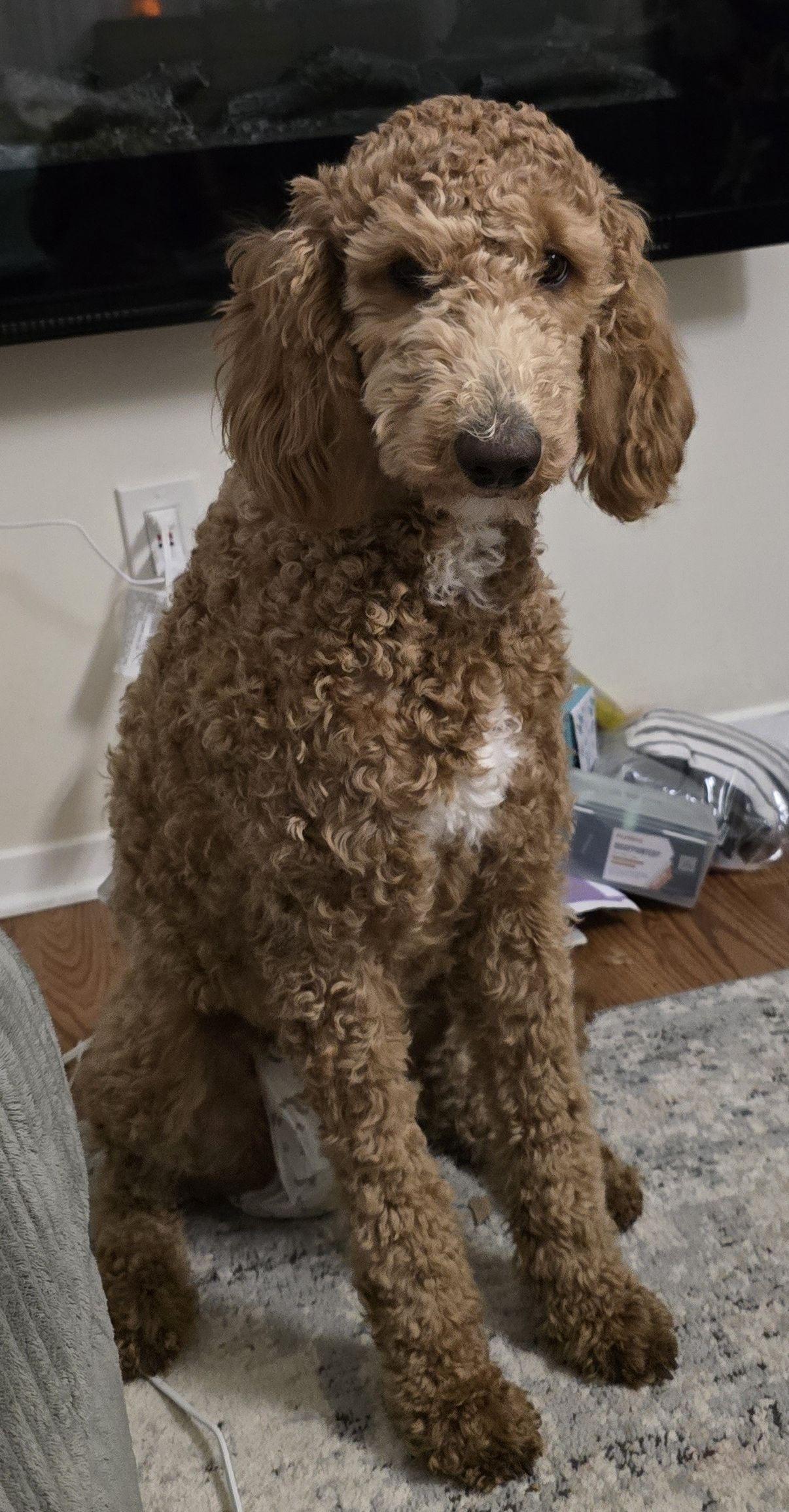 Luna Licksalot, adopted, Puppy Female Goldendoodle.