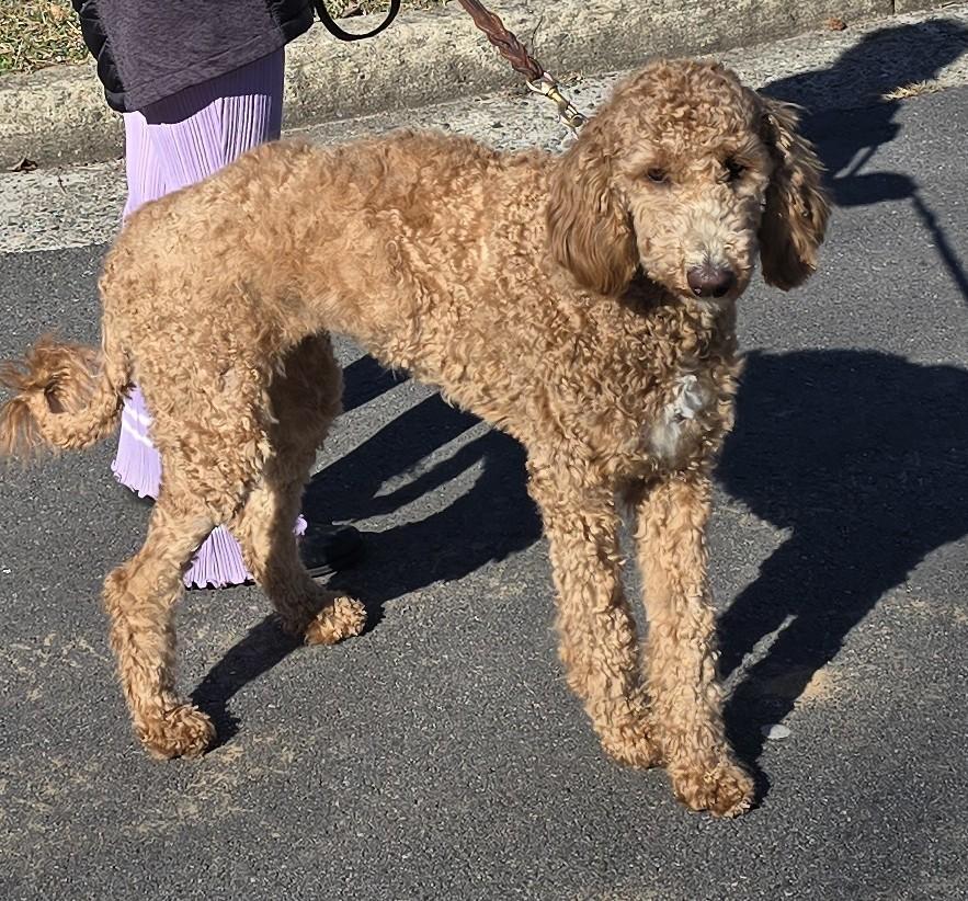 Enlarge Luna Licksalot, an adopted Goldendoodle in Duluth, GA image 3/4