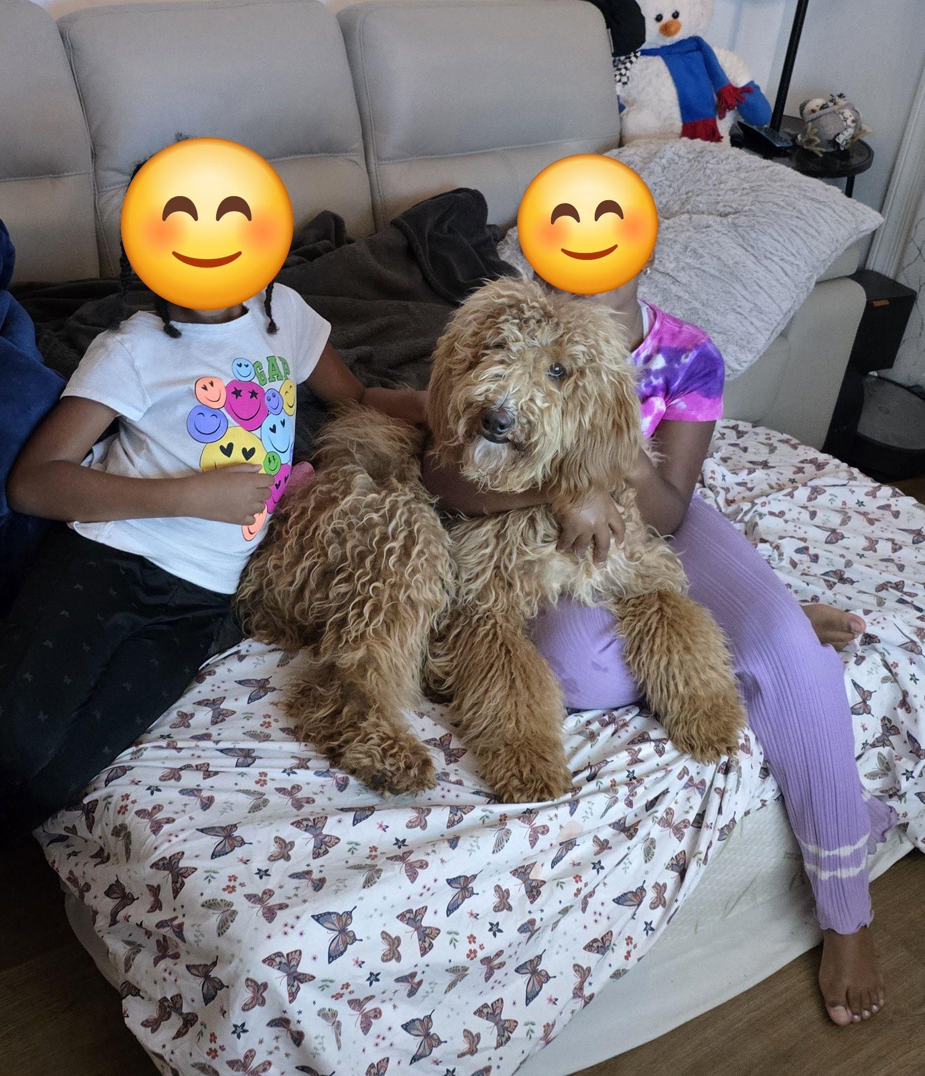 Enlarge Luna Licksalot, an adopted Goldendoodle in Duluth, GA image 4/4