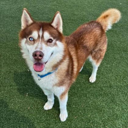 Gravy, Adoptable, Adult Male Siberian Husky & Mixed Breed.