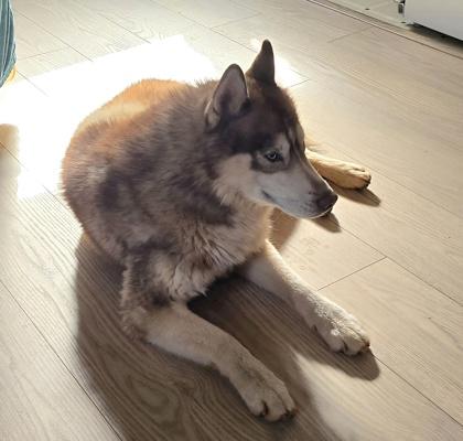 Gravy, Adoptable, Adult Male Siberian Husky & Mixed Breed.