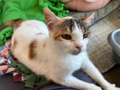 Dippy, Adopted, Senior Female Domestic Short Hair & Domestic Short Hair.