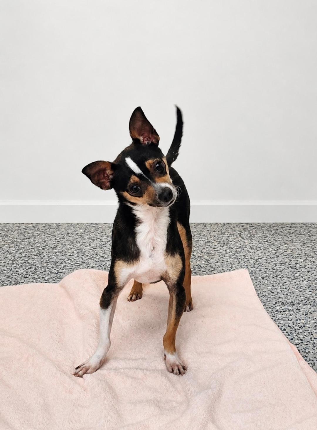 Enlarge Chico, a ADOPTABLE Chihuahua in Washingtonville, NY image 2/2