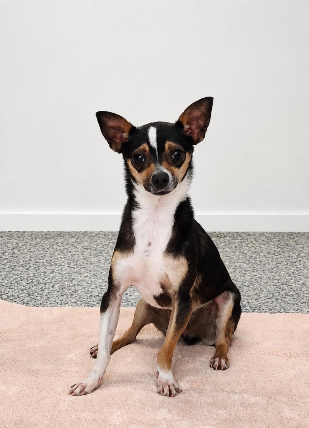 Enlarge Chico, a ADOPTABLE Chihuahua in Washingtonville, NY image 1/2