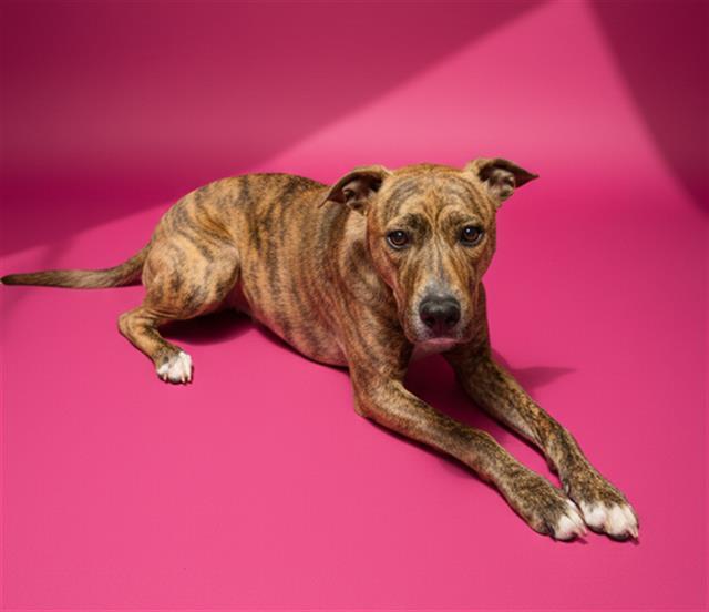 MERLINE — thumbnail 2