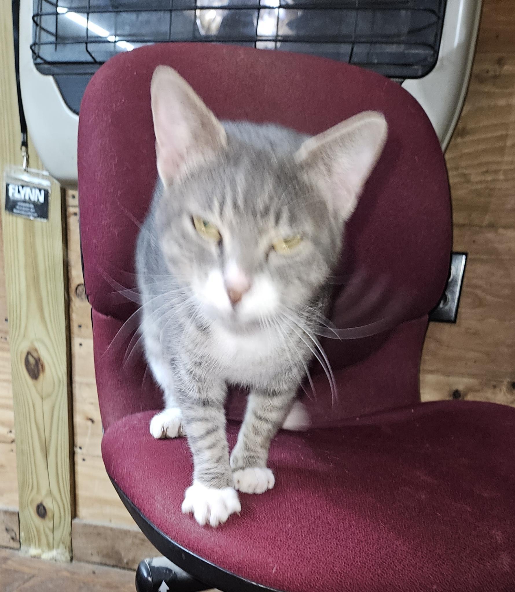 Lakita aka "Kita", Adoptable, Young Female Tabby.