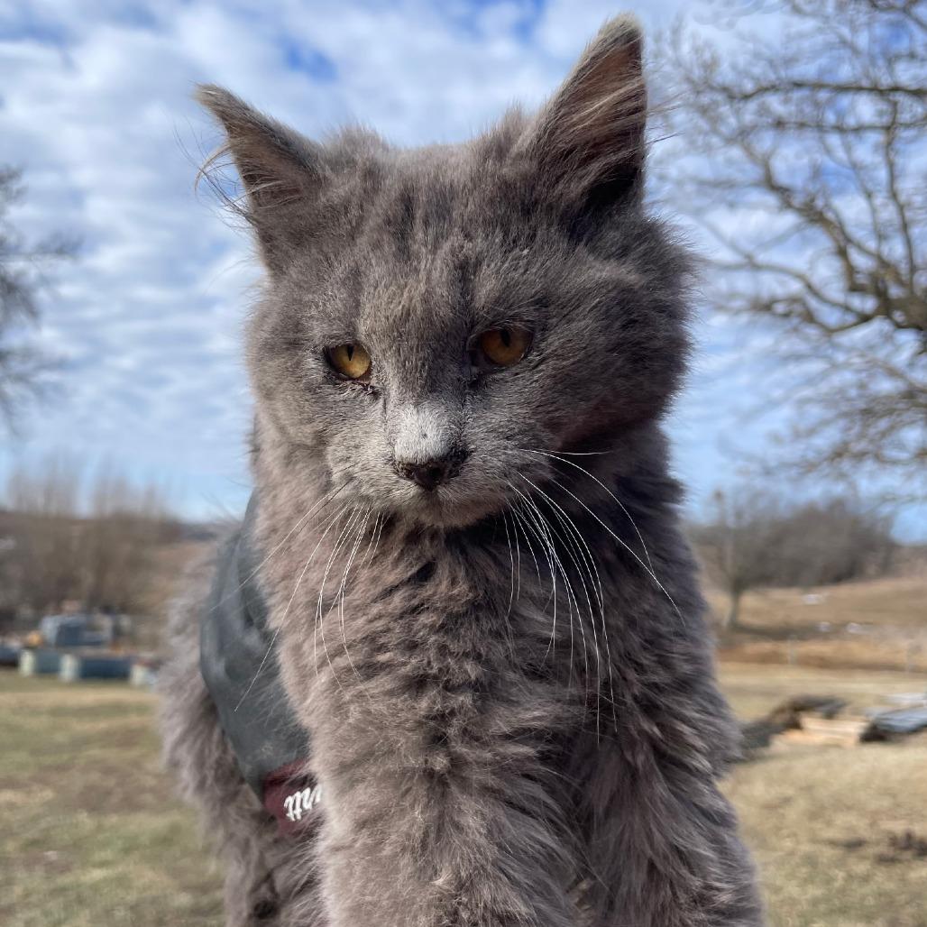 Enlarge Rusty, a Adoptable Domestic Medium Hair in Wadena, MN image 1/1