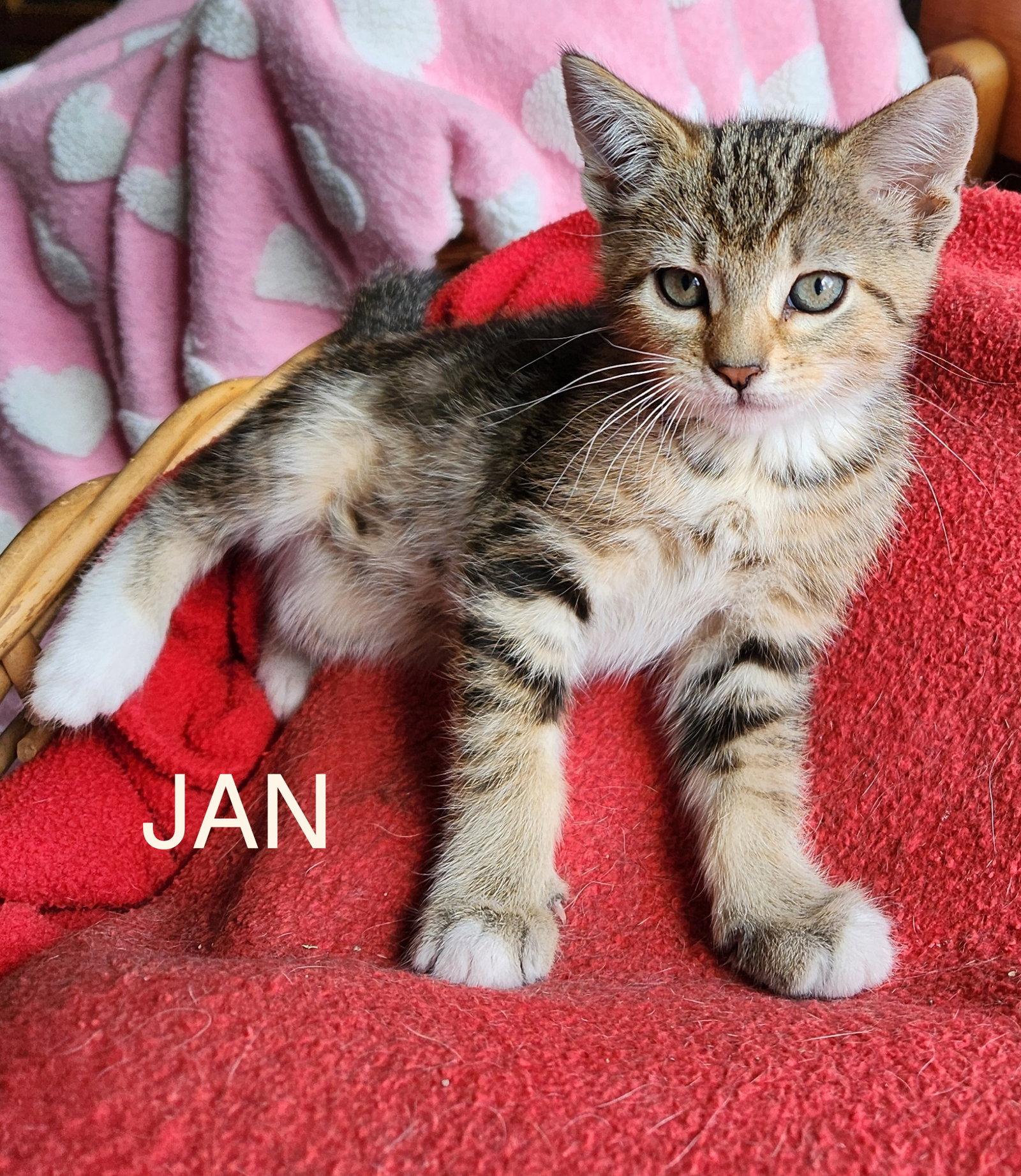 Enlarge JAN - Young, Playful Family Pet, a Adopted mixed breed in Hillsboro, OR image 1/3
