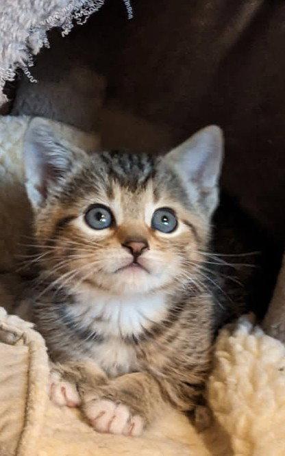 Enlarge JAN - Young, Playful Family Pet, a Adopted mixed breed in Hillsboro, OR image 2/3