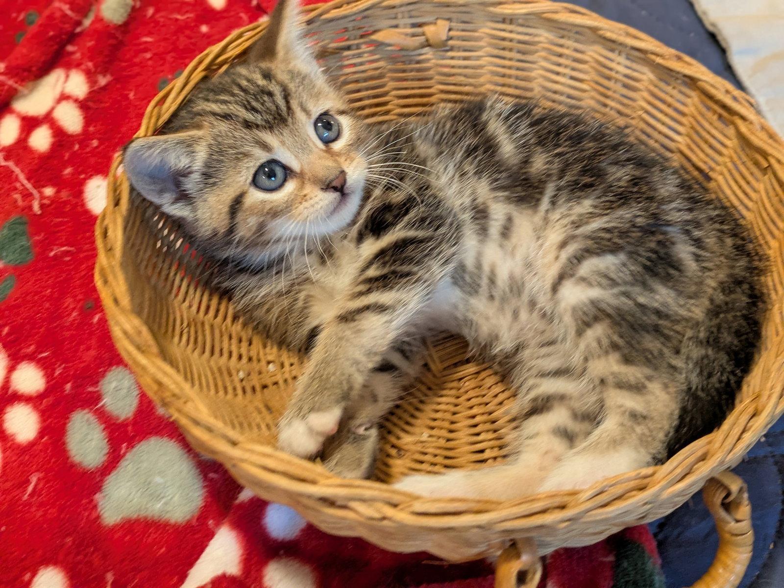 Enlarge JAN - Young, Playful Family Pet, a Adopted mixed breed in Hillsboro, OR image 3/3