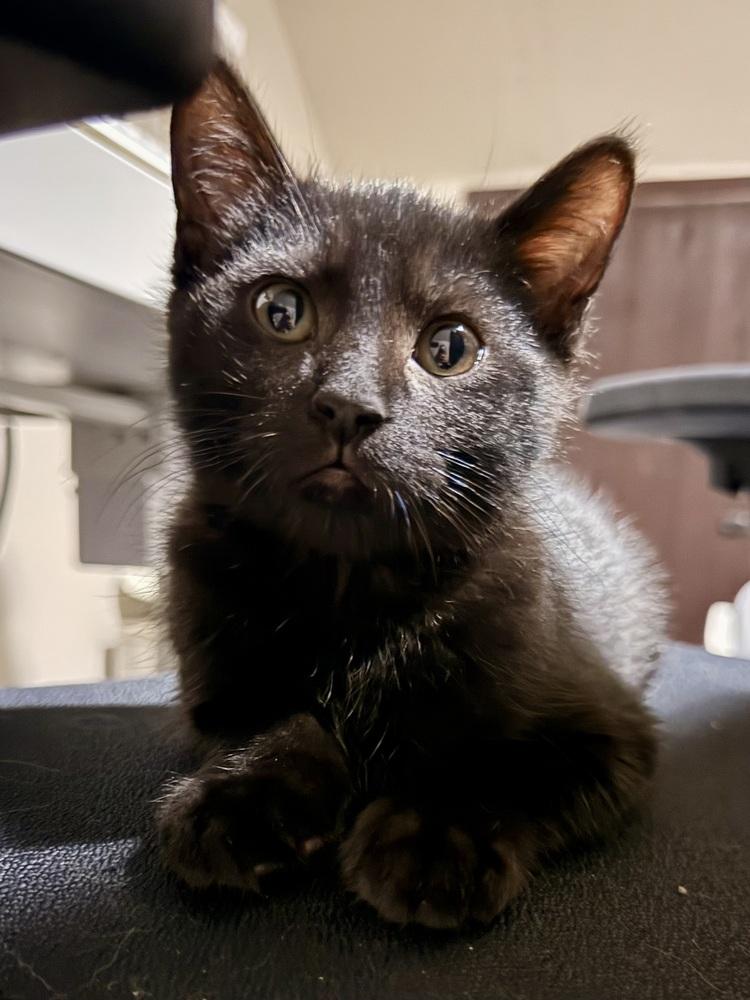 Fuji, Adoptable, Kitten Male Domestic Short Hair.