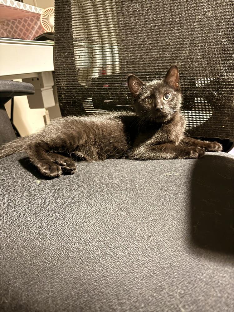 Enlarge Fuji, a Adoptable Domestic Short Hair in Bellingham, WA image 2/3