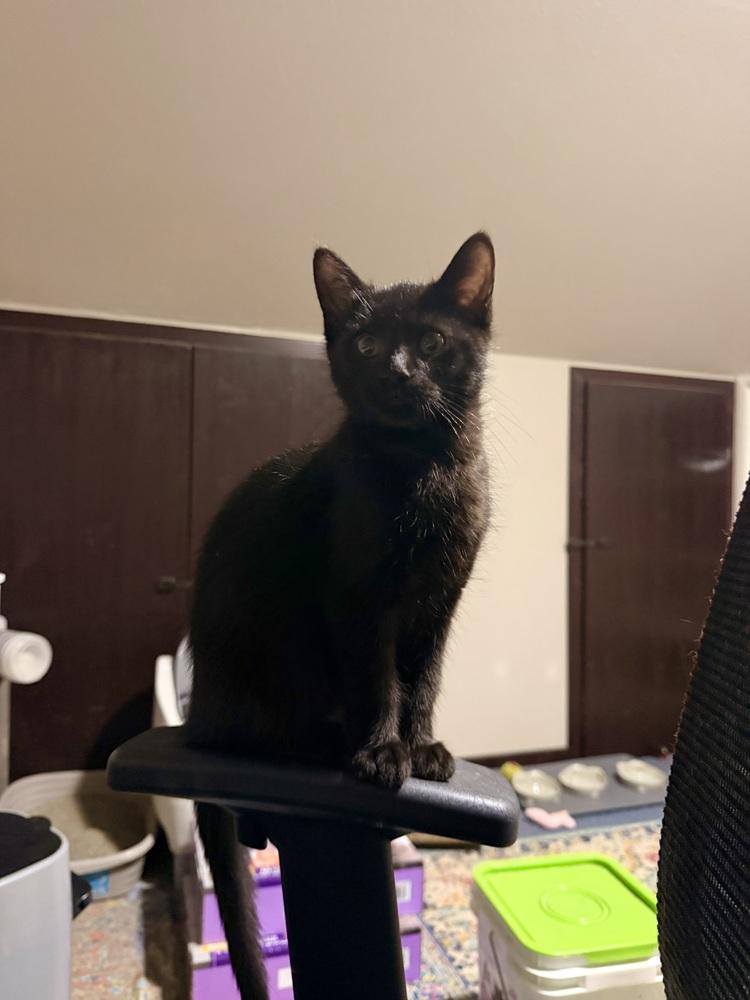 Enlarge Fuji, a Adoptable Domestic Short Hair in Bellingham, WA image 3/3